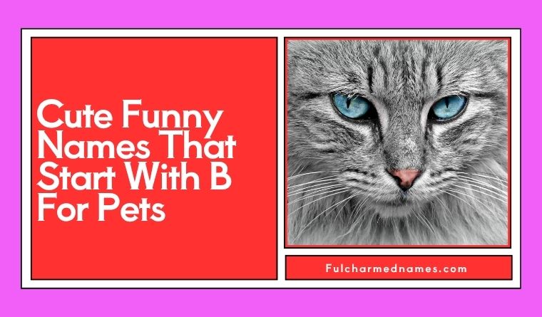 Cute Funny Names That Start With B For Pets