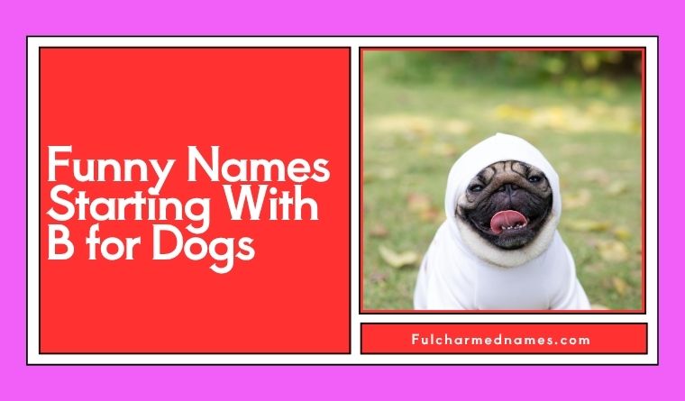 Funny Names Starting With B for Dogs