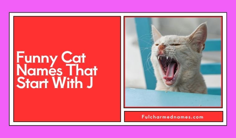 Funny Cat Names That Start With J