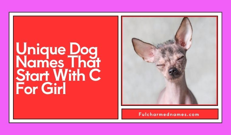 Unique Dog Names That Start With C For Girl