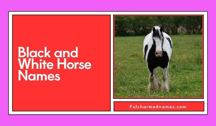 Black and White Horse Names