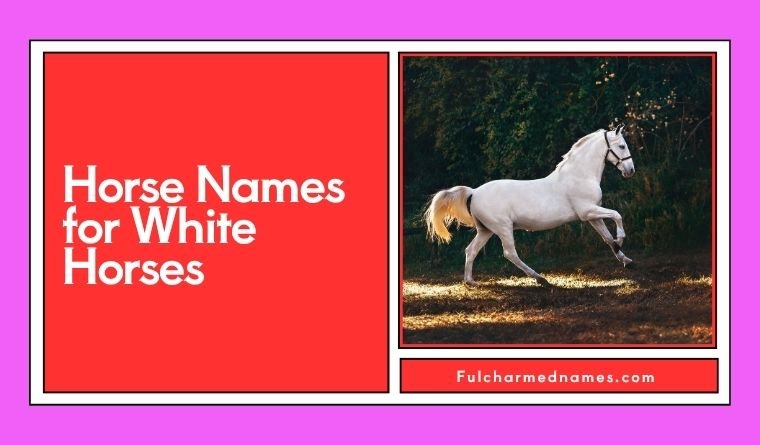 Horse Names for White Horses
