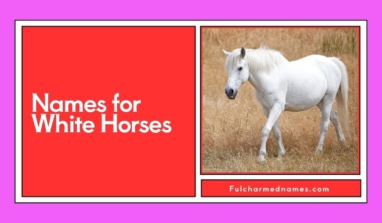 Names for White Horses