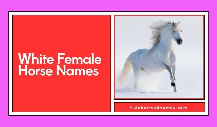 White Female Horse Names